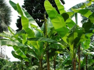 Ha deciso di coltivare una banana in condizioni di freddo: il giorno della raccolta è stato indimenticabile.