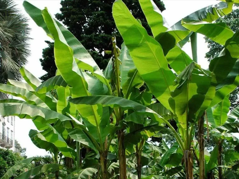 Ha deciso di coltivare una banana in condizioni di freddo: il giorno della raccolta è stato indimenticabile.