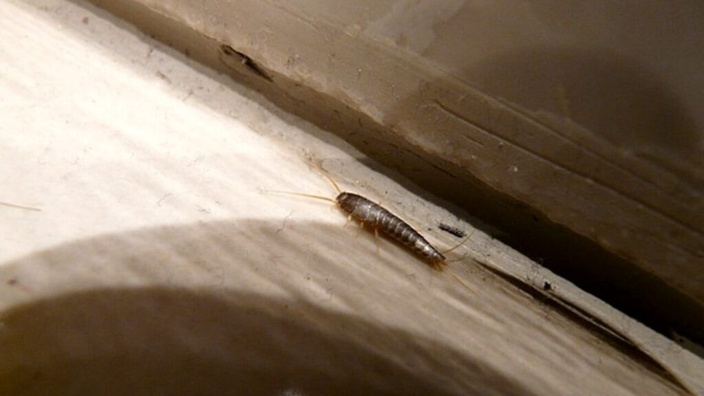 Ecco come eliminare i pesciolini d’argento con metodi naturali